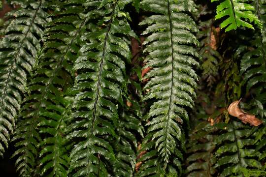 Sivun Hymenasplenium pubirhizoma (Ching & Z. Y. Liu) K. W. Xu & Li Bing Zhang kuva