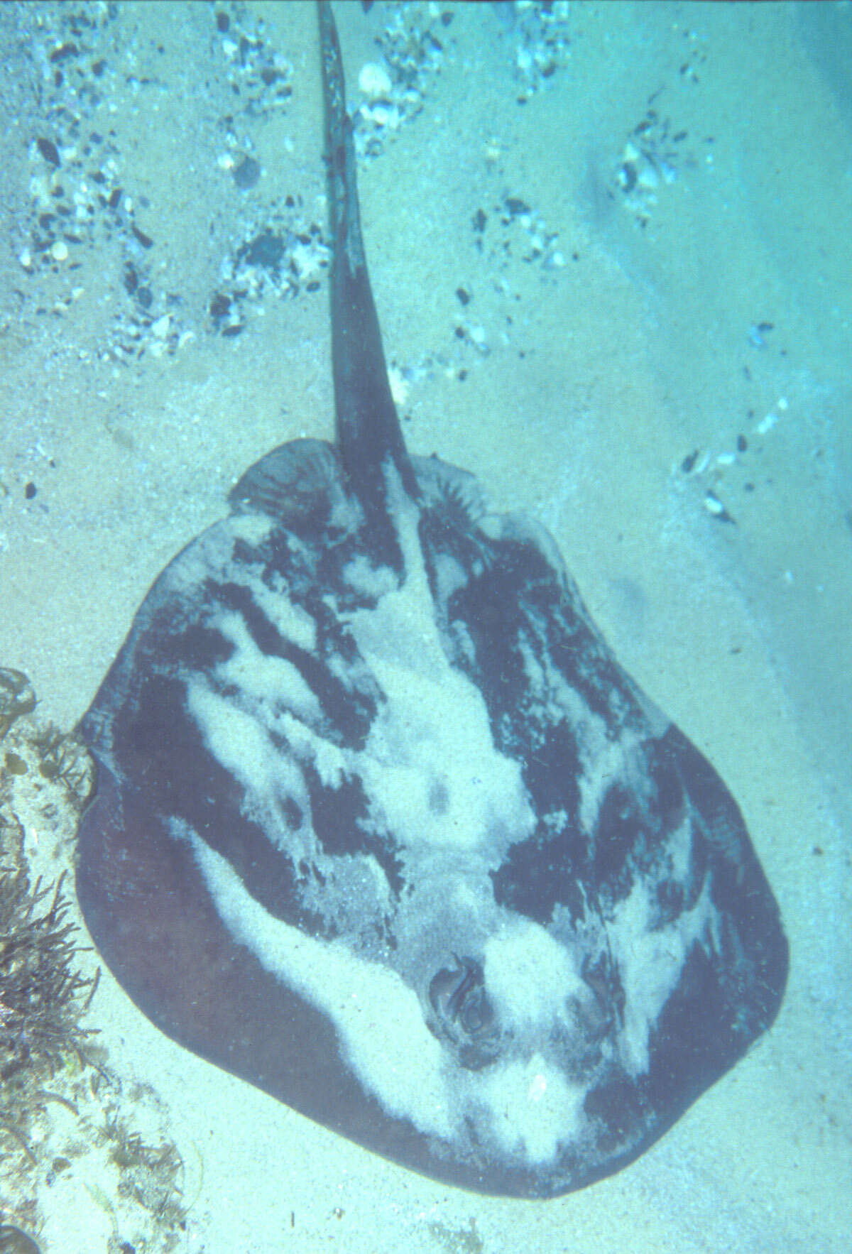 Image of Eastern Shovelnose Stingaree