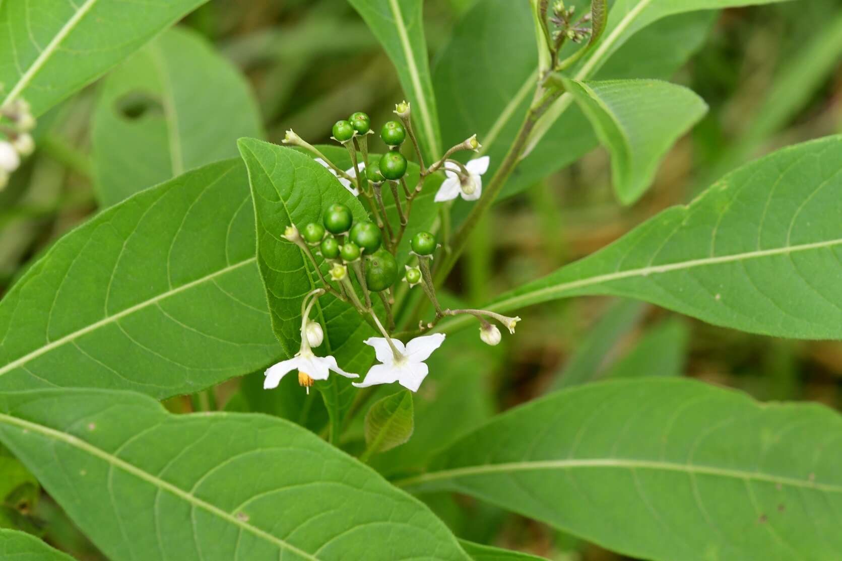 Plancia ëd Solanum aligerum Schltdl.