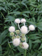 Image of Swamp Whiteheads