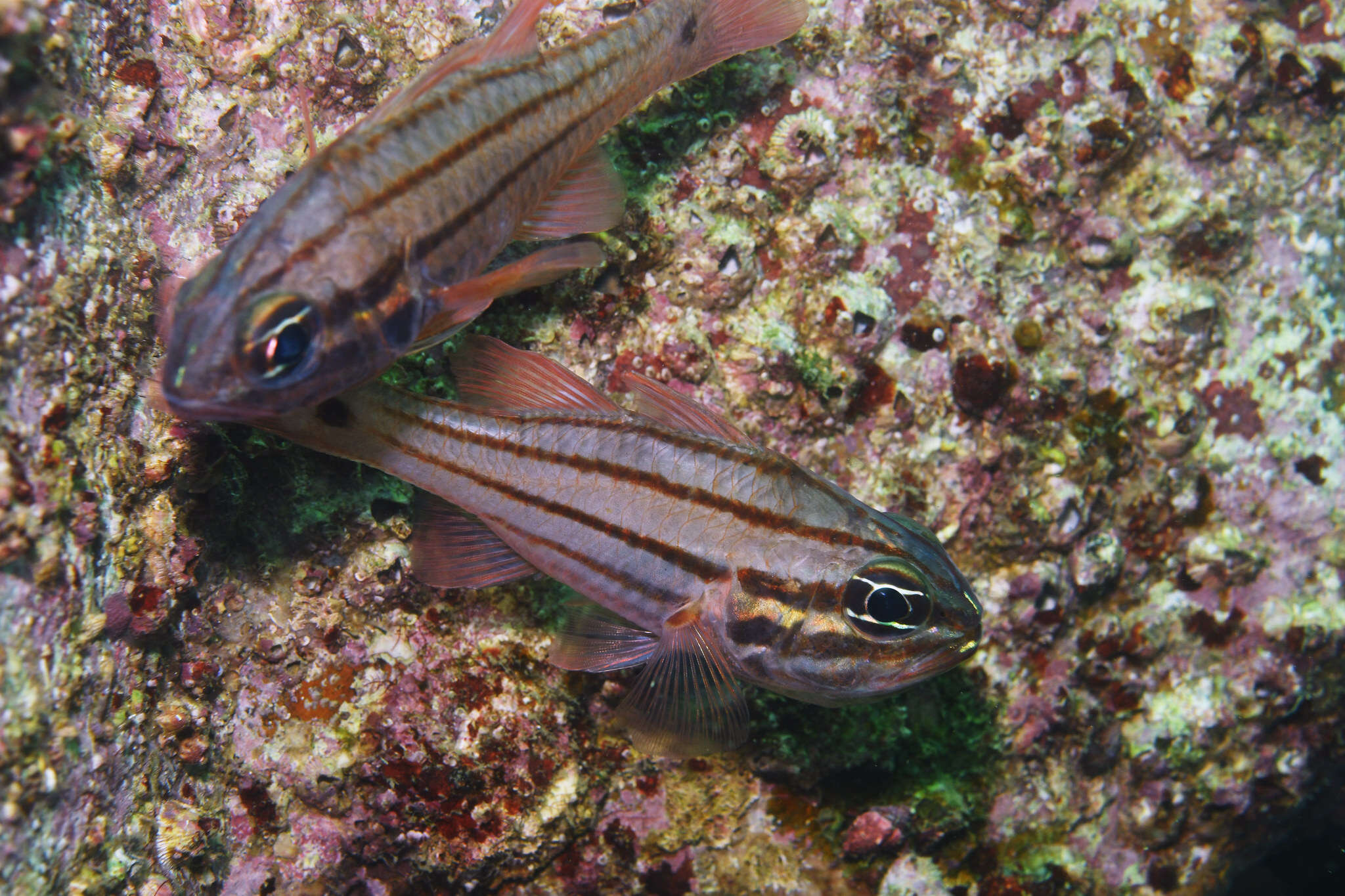 Image of Doederlein&#39;s Cardinalfish