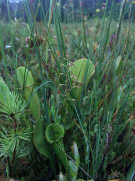 Image of Southern Twayblade