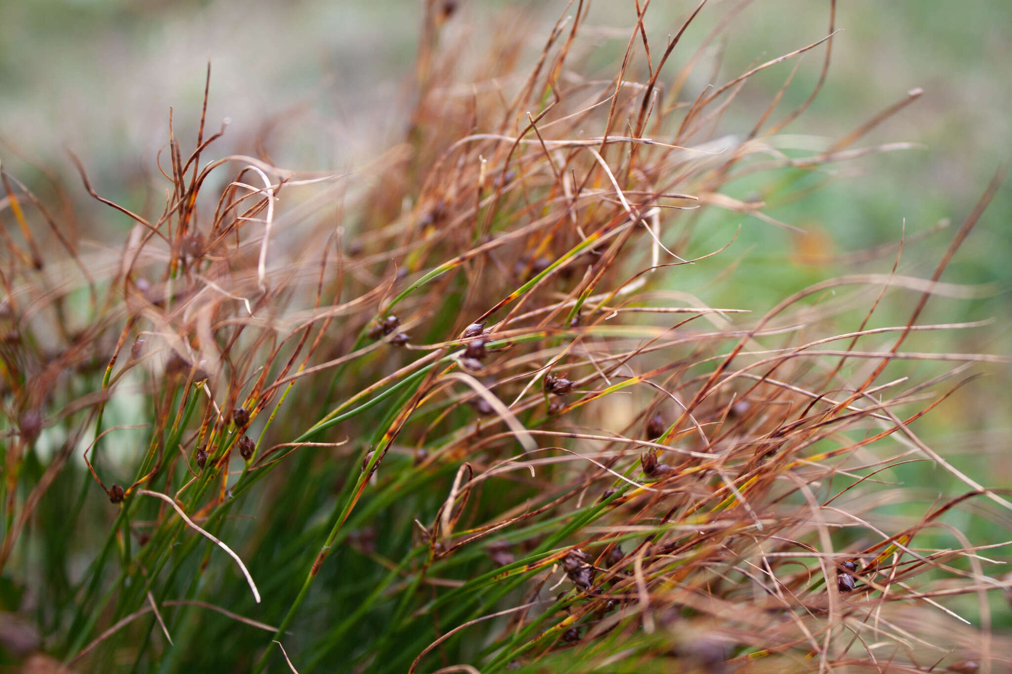 Image de Juncus trifidus L.