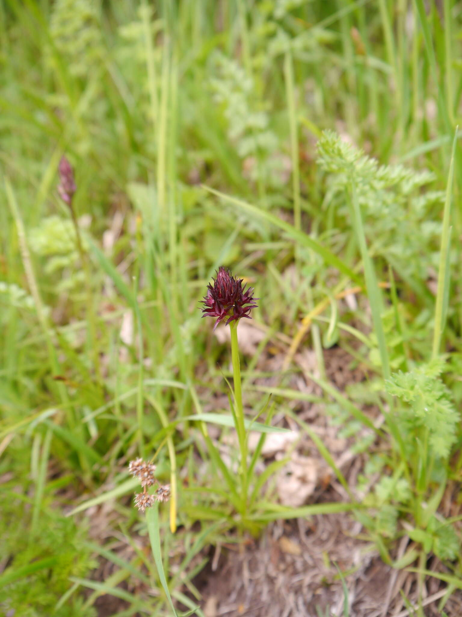 Image of Gymnadenia austriaca var. gallica (E. Breiner & R. Breiner) P. Delforge