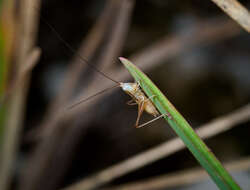 Image of Graceful Meadow Katydid