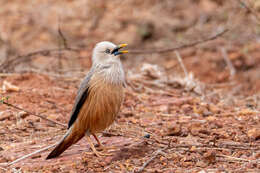 Image of Malabar Starling