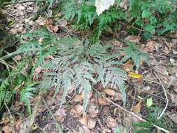 Image of Adiantum formosum R. Br.