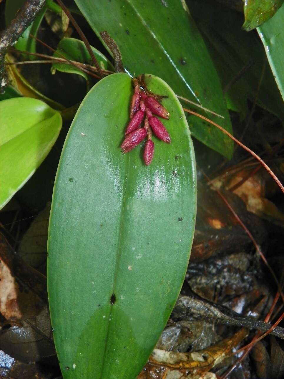 Image of Acianthera johnsonii (Ames) Pridgeon & M. W. Chase