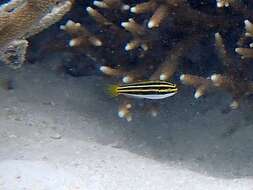 Image of Lined fangblenny