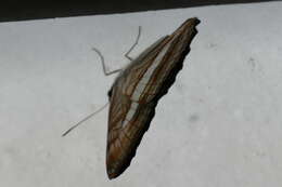 Image of Adelpha falcipennis