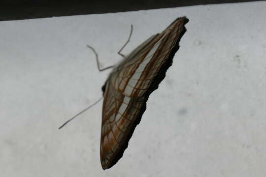 Слика од Adelpha falcipennis