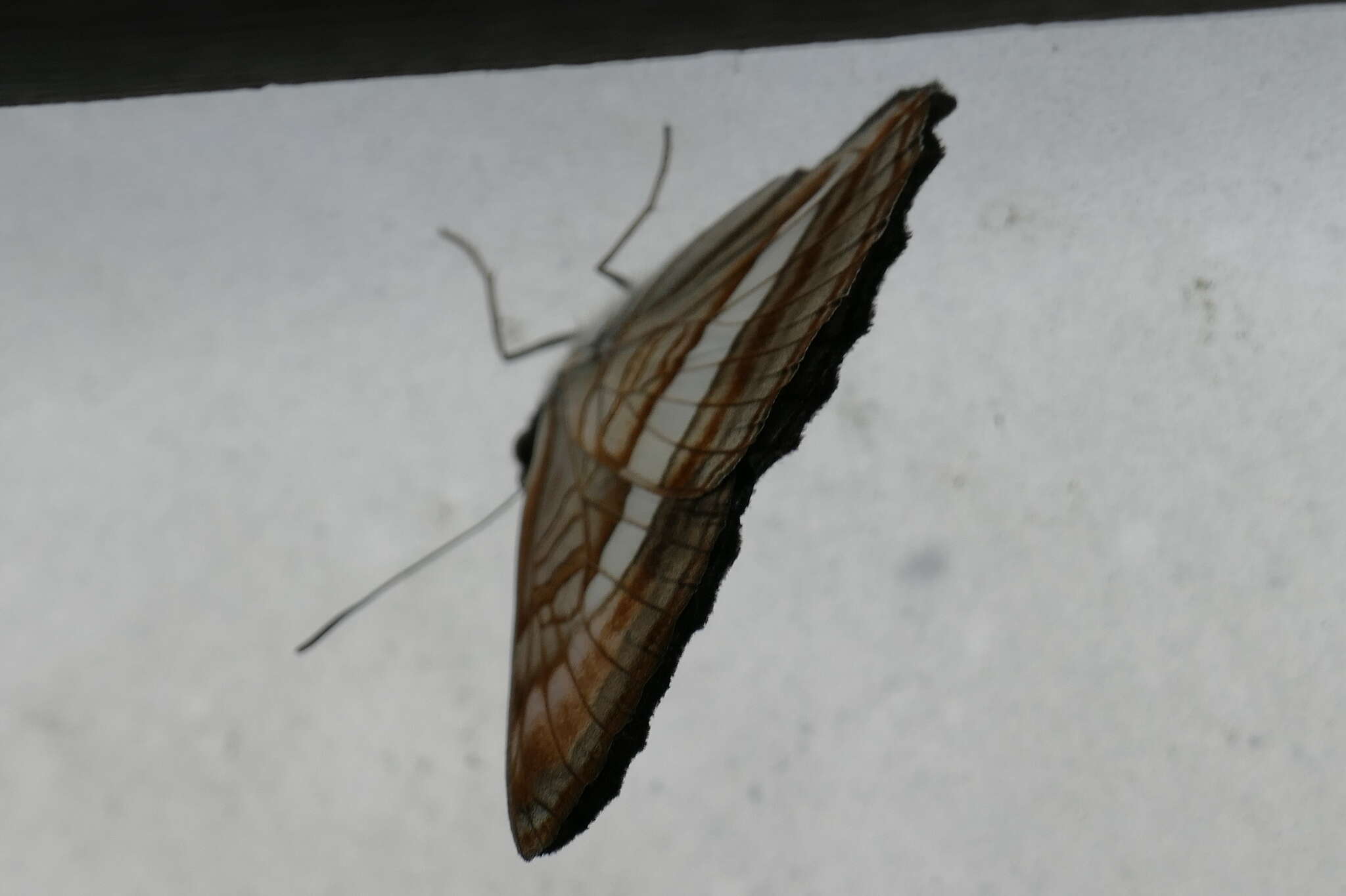 Image of Adelpha falcipennis