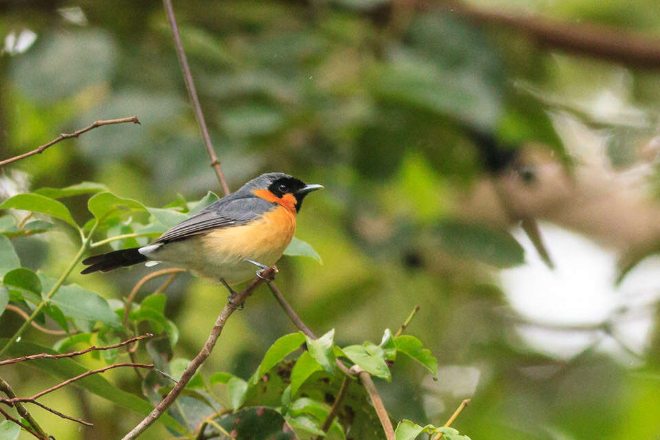 Image of Spectacled Monarch