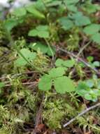 Image of Tiarella trifoliata var. trifoliata