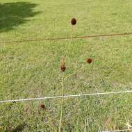 Image of Eryngium sanguisorba Cham. & Schltdl.