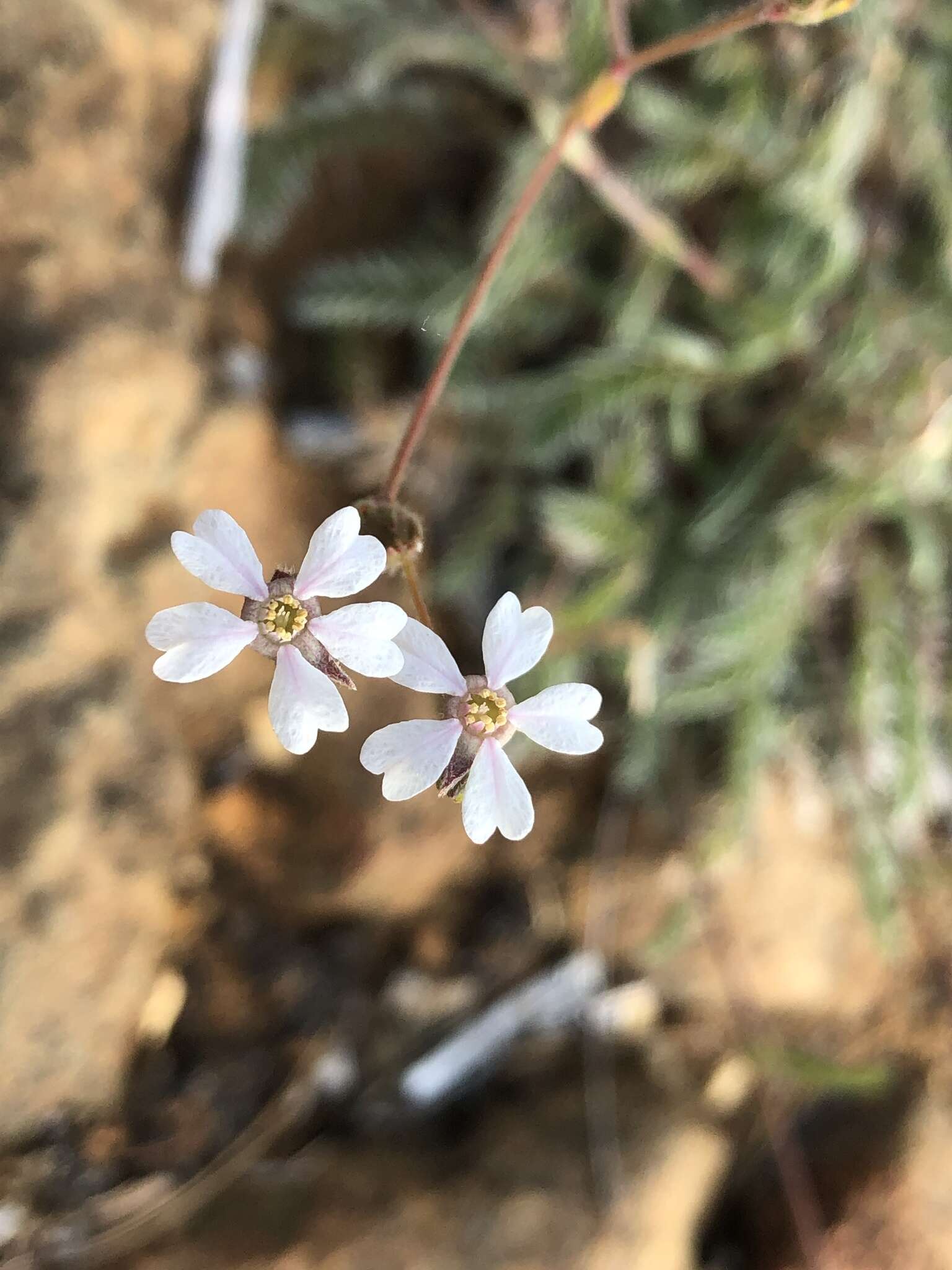 Image of silky horkelia