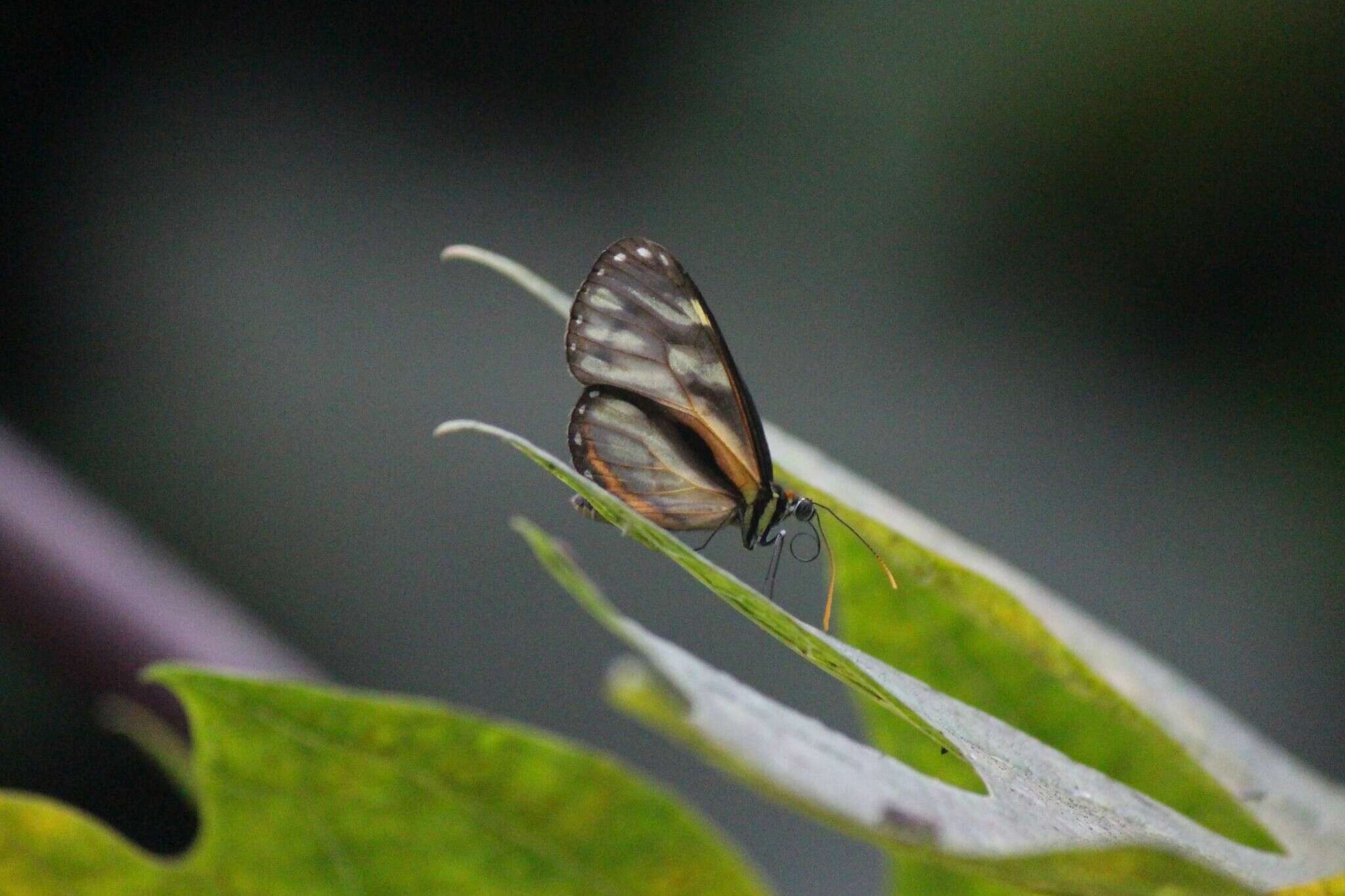 Image of Ithomia iphianassa Doubleday (1847)