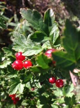 Image of Ribes pulchellum Turcz.