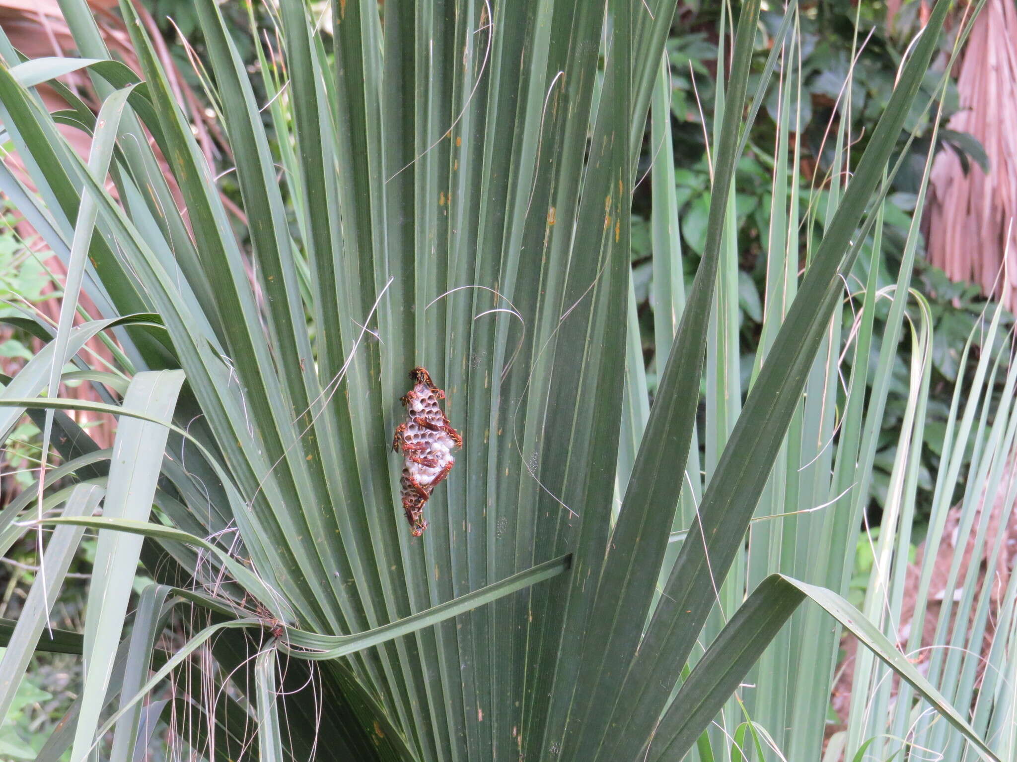 Image of Polistes instabilis de Saussure 1853