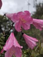 Image of Bejaria infundibula S. E. Clemants