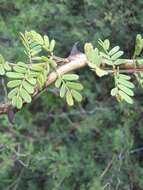 Image of fragrant mimosa