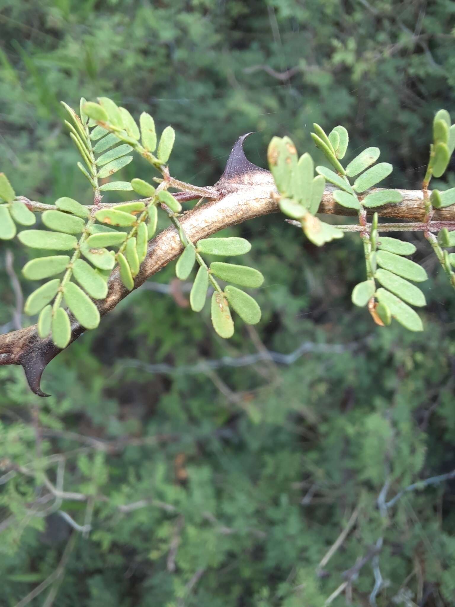 Image of fragrant mimosa