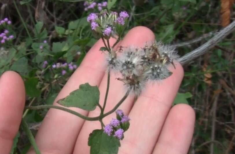 Fleischmannia prasiifolia (Griseb.) R. King & H. Rob. resmi