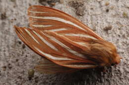 Image of Pseudohemihyalea ambigua (Strecker 1878)