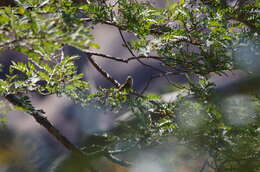 Image of Green-backed Honeybird