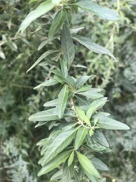 Image of Aloysia polystachya (Griseb.) Moldenke