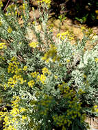 Sivun Helichrysum excisum (Thunb.) Less. kuva