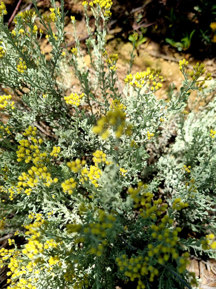 Image of Helichrysum excisum (Thunb.) Less.