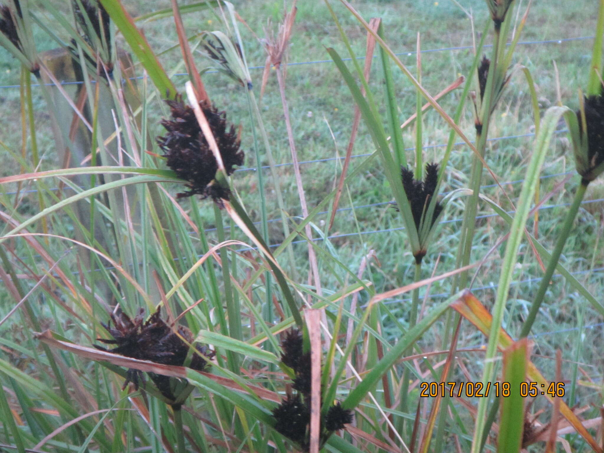 Image of Cyperus ustulatus A. Rich.