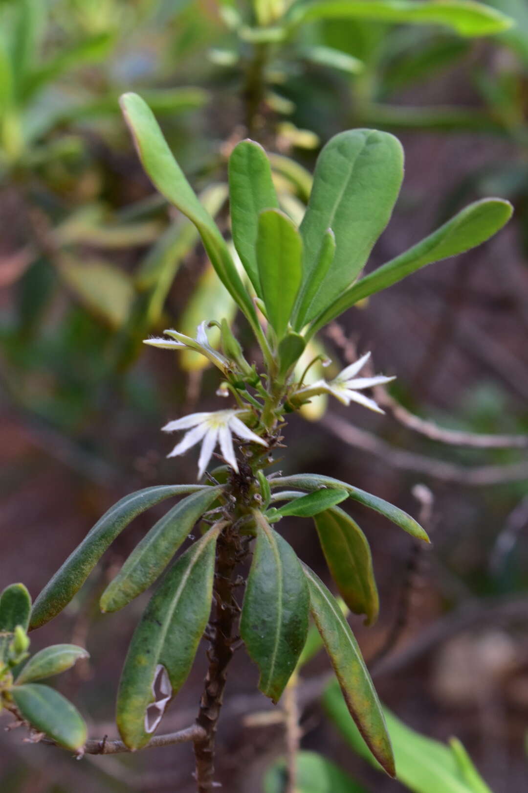 Image de Scaevola montana Labill.