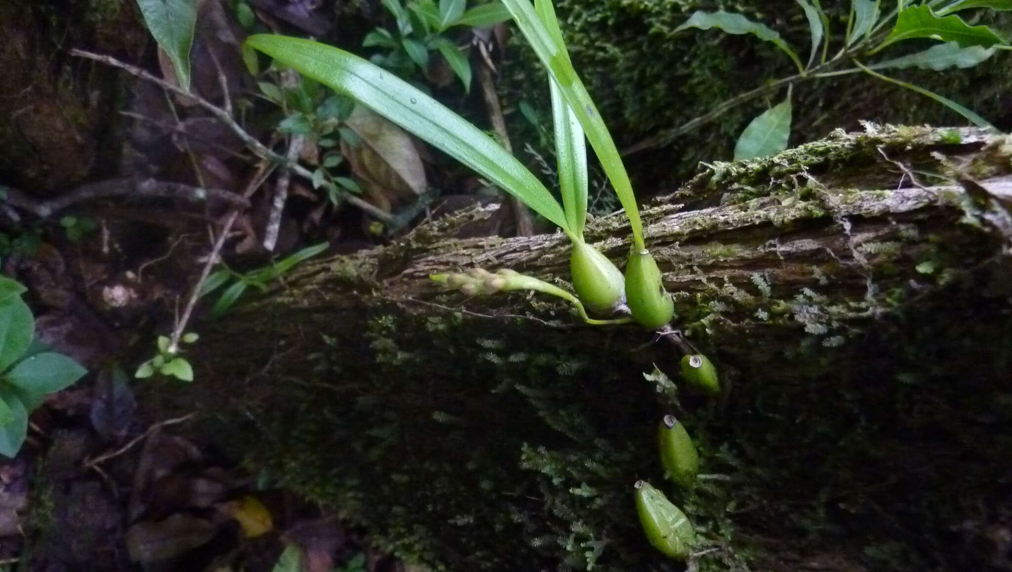 Bulbophyllum clavatum Thouars的圖片