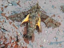 Image of Macroglossum neotroglodytus Kitching & Cadiou 2000