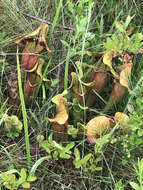 Image of hybrid pitcherplant