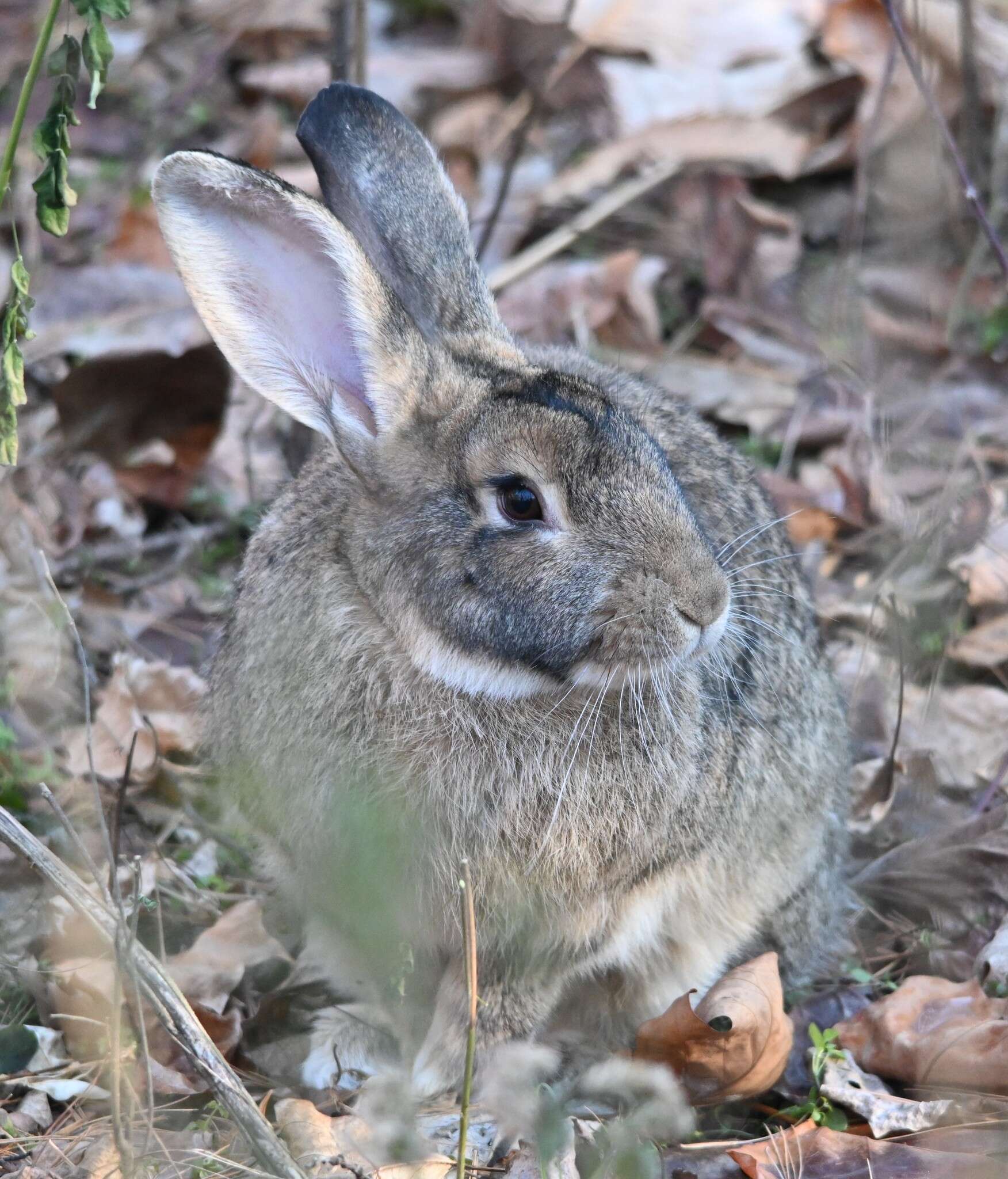 Image of Korean Hare