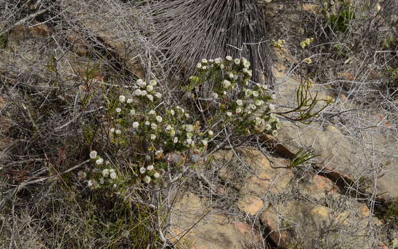 Image of Phylica vulgaris Pillans