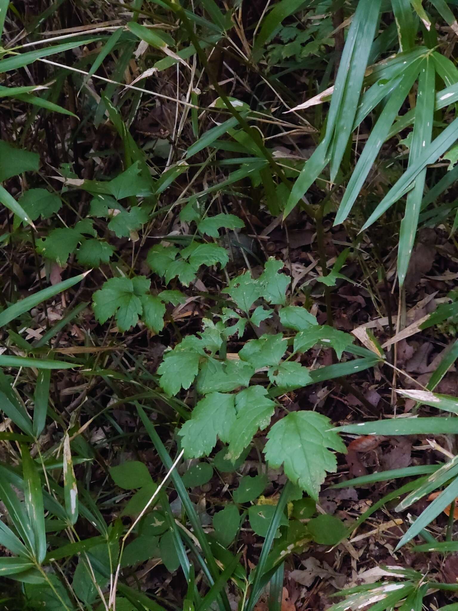 Plancia ëd Actaea simplex (DC.) Wormsk. ex Fisch. & Mey.