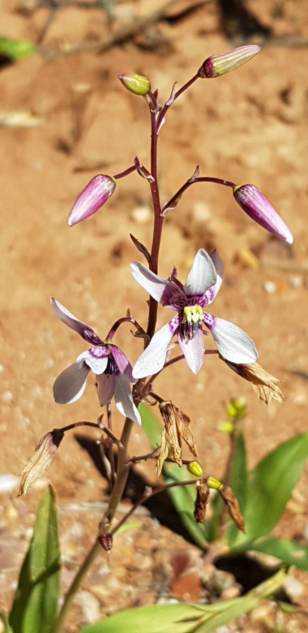 Image of Cyanella orchidiformis Jacq.