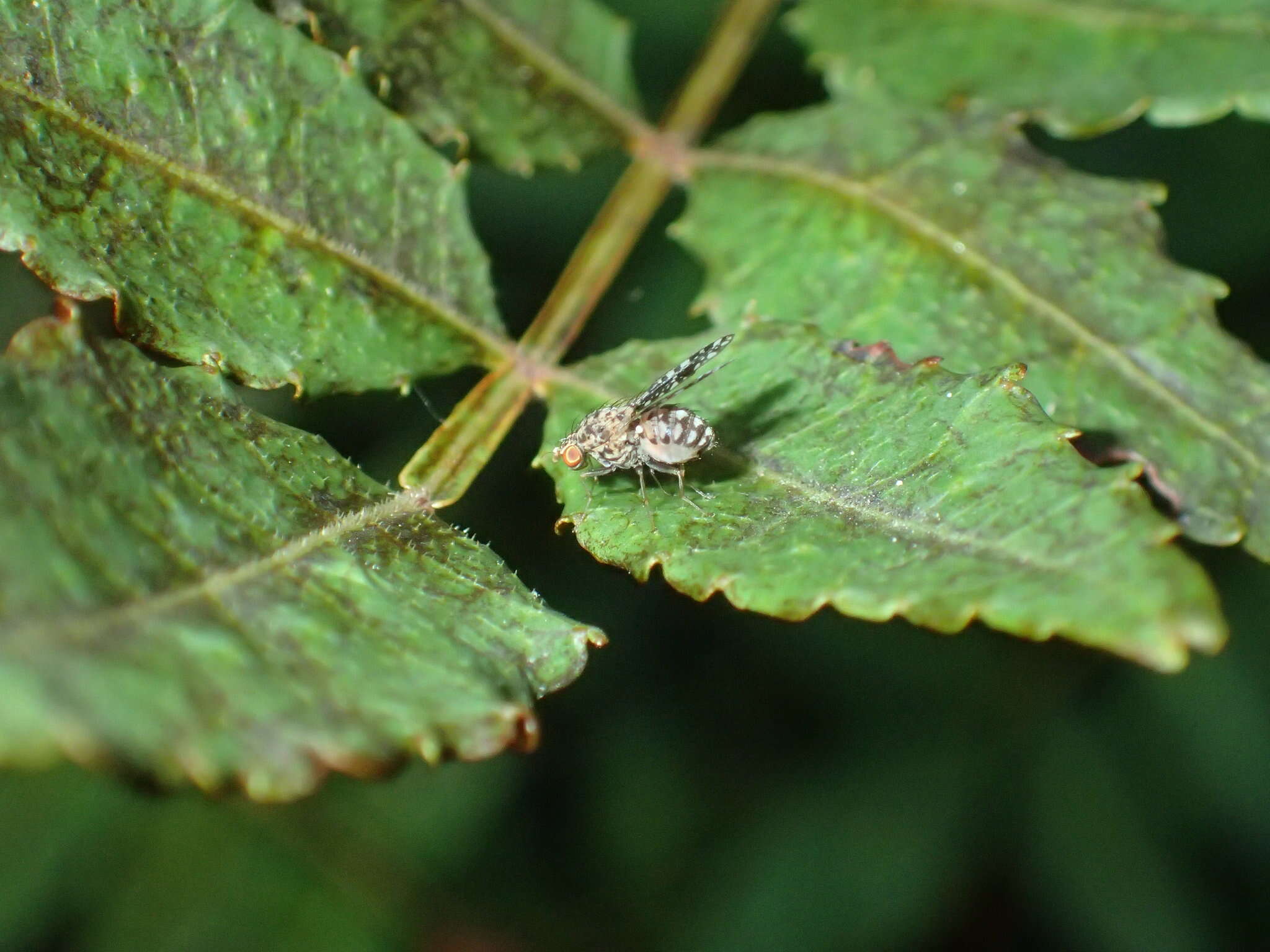 Image of Homoneura euaresta (Coquillett 1898)