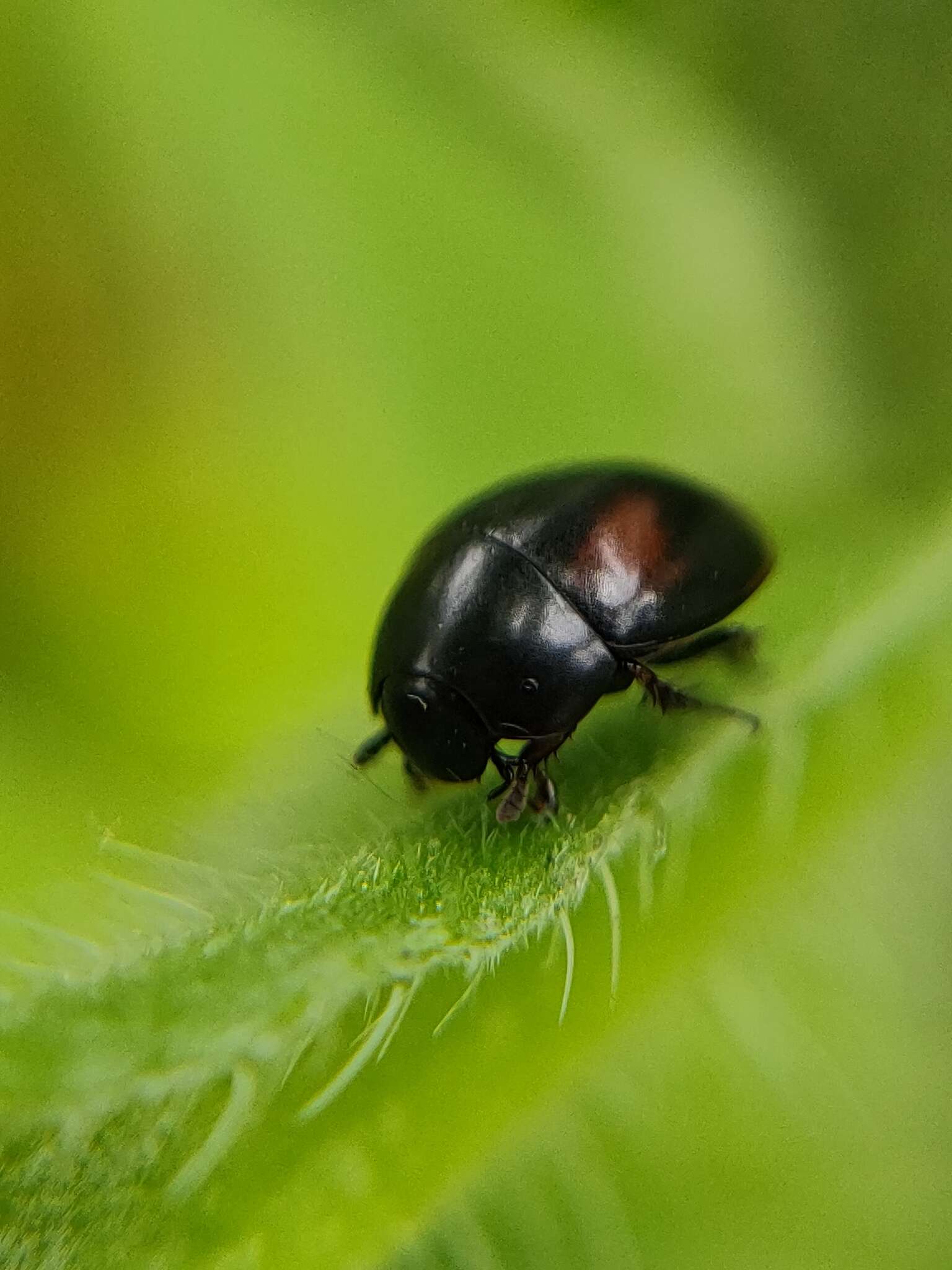 Image of Dung beetle