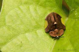 صورة Cyrtonota lateralis (Linnaeus 1758)