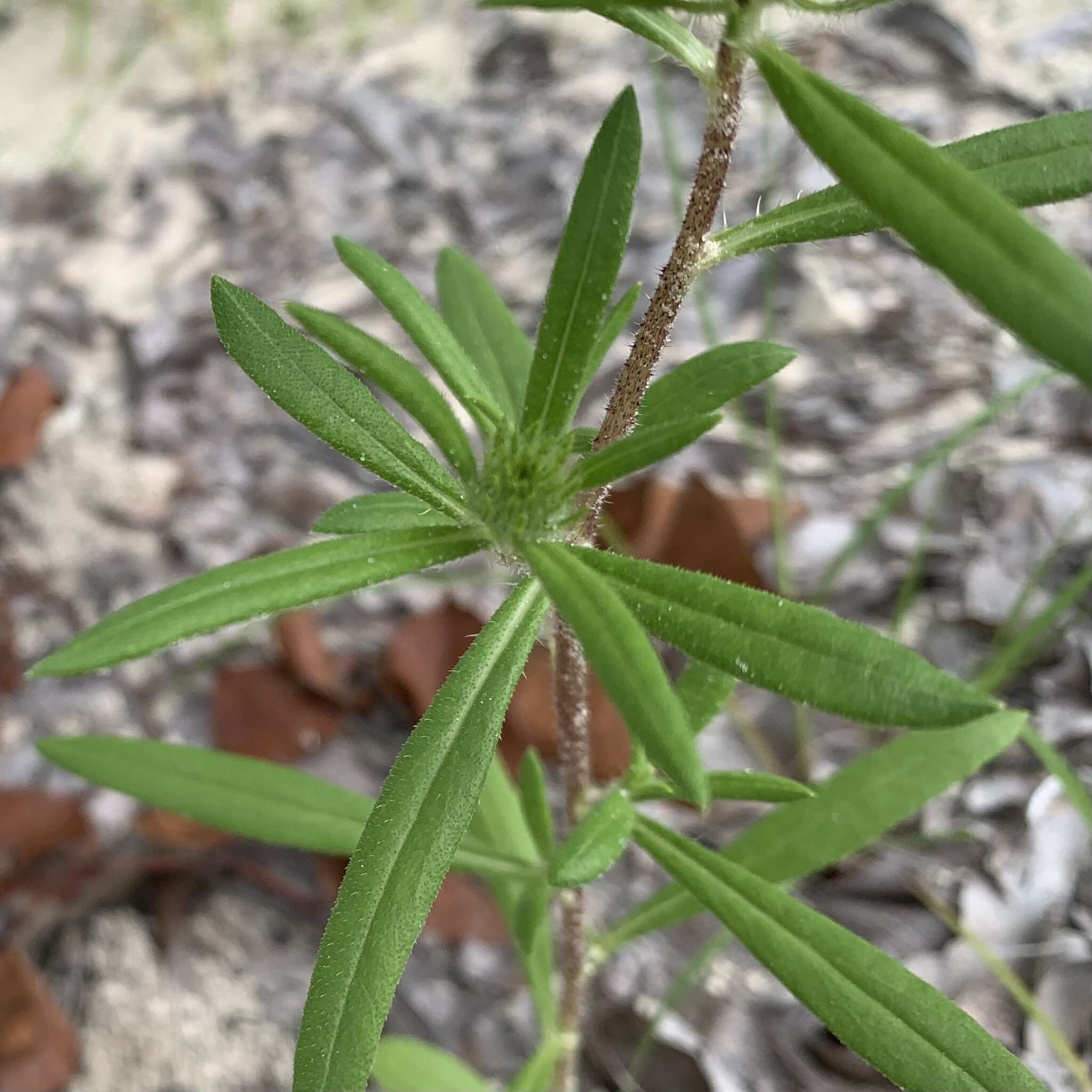 Imagem de Hirpicium gazanioides (Harv.) Roessler