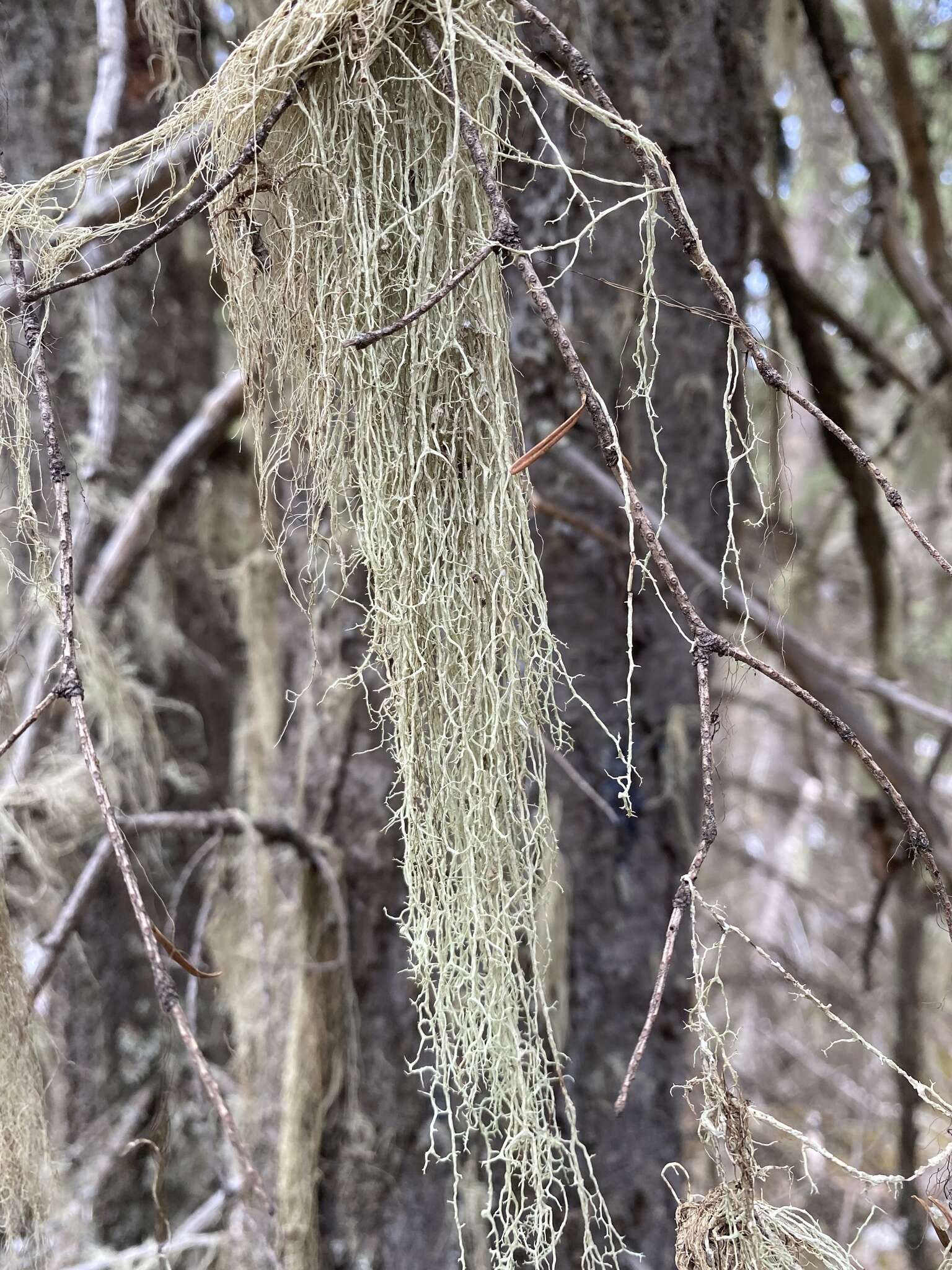 Image of Mountain oakmoss lichen