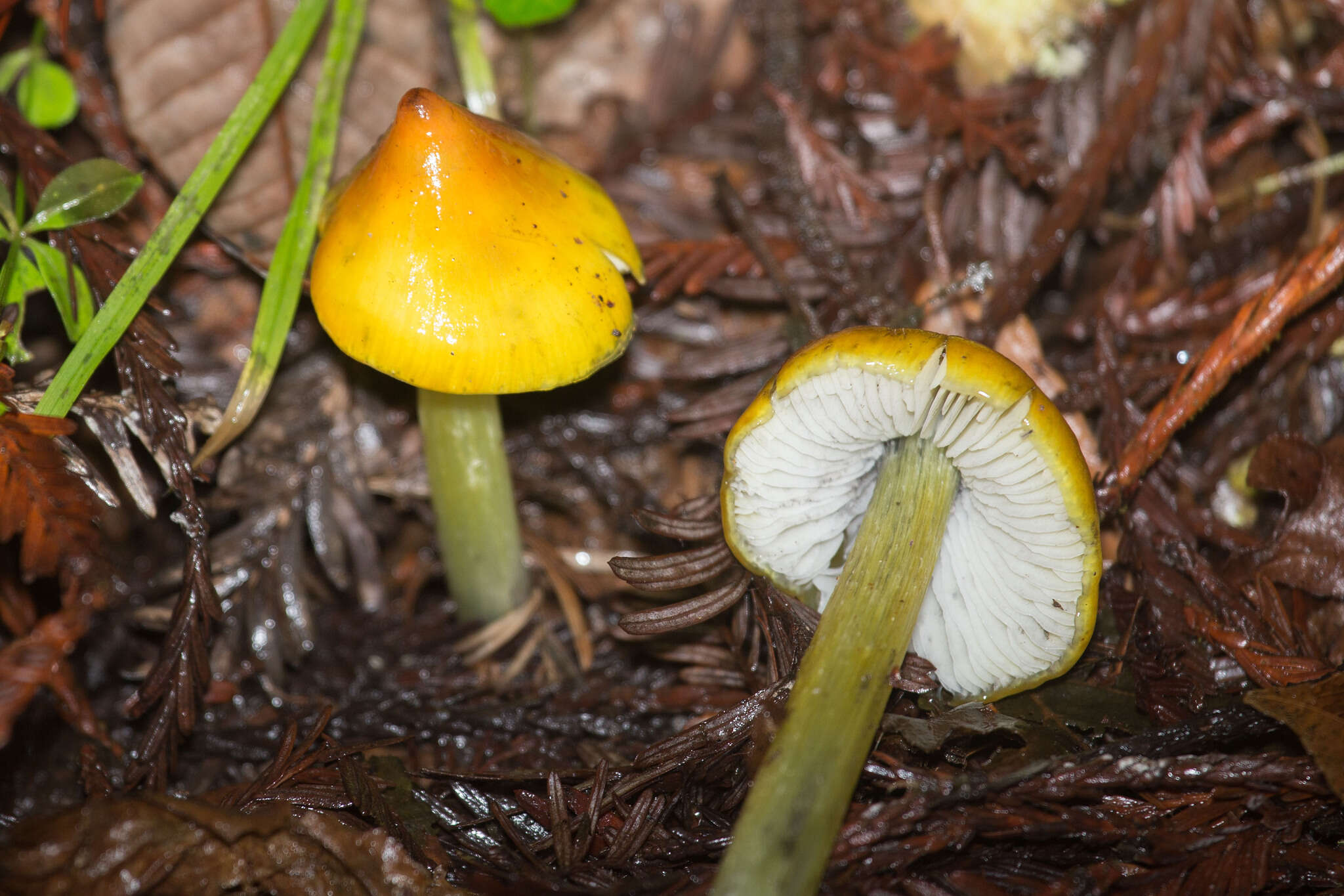 Image of Hygrocybe singeri (A. H. Sm. & Hesler) Singer 1958