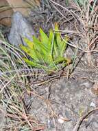 Image de Haworthia kingiana Poelln.