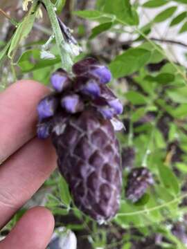 Image of American wisteria