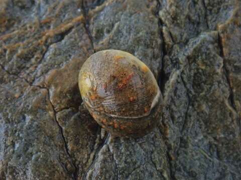 Image of Nerita erythrostoma Eichhorst & Neville 2004